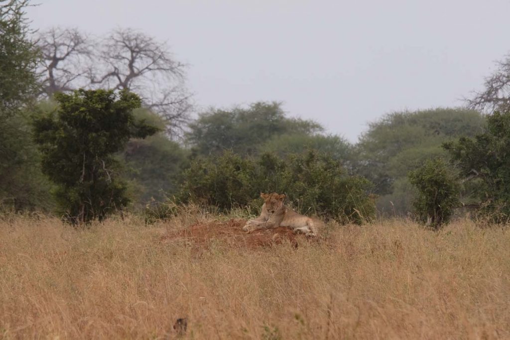 safari tanzania leeuw