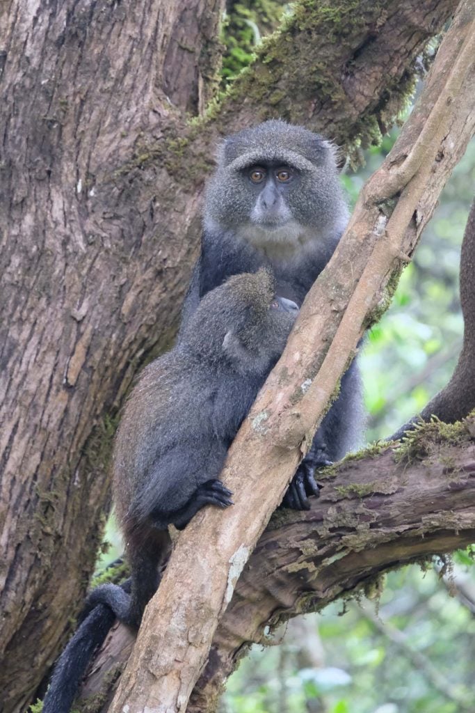 safari tanzania 