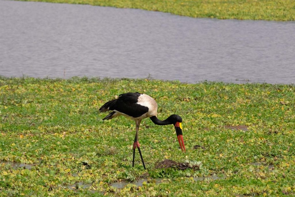 safari tanzania 