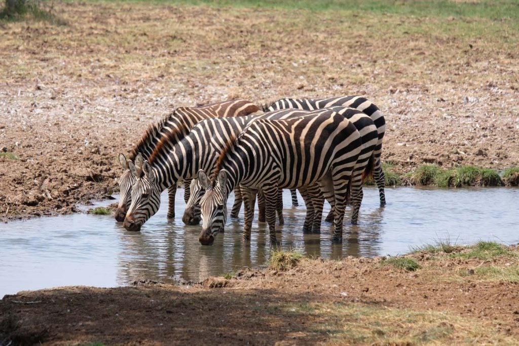 safari tanzania zebra