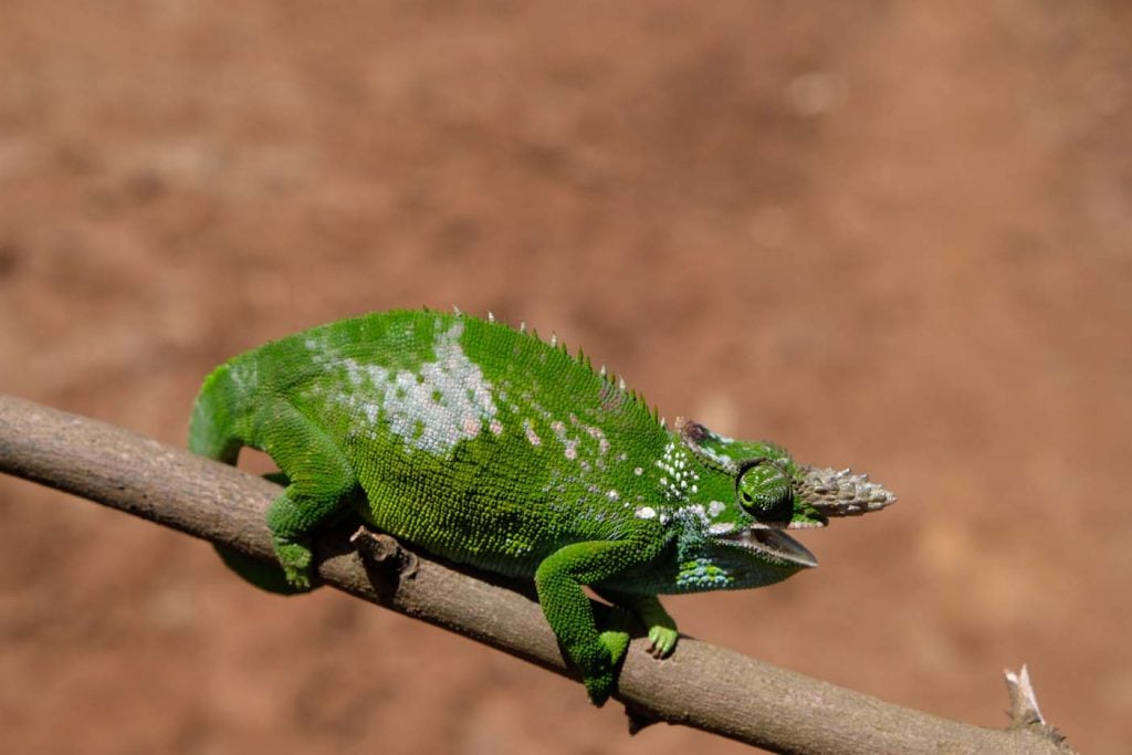 Usambaragebergte kameleon