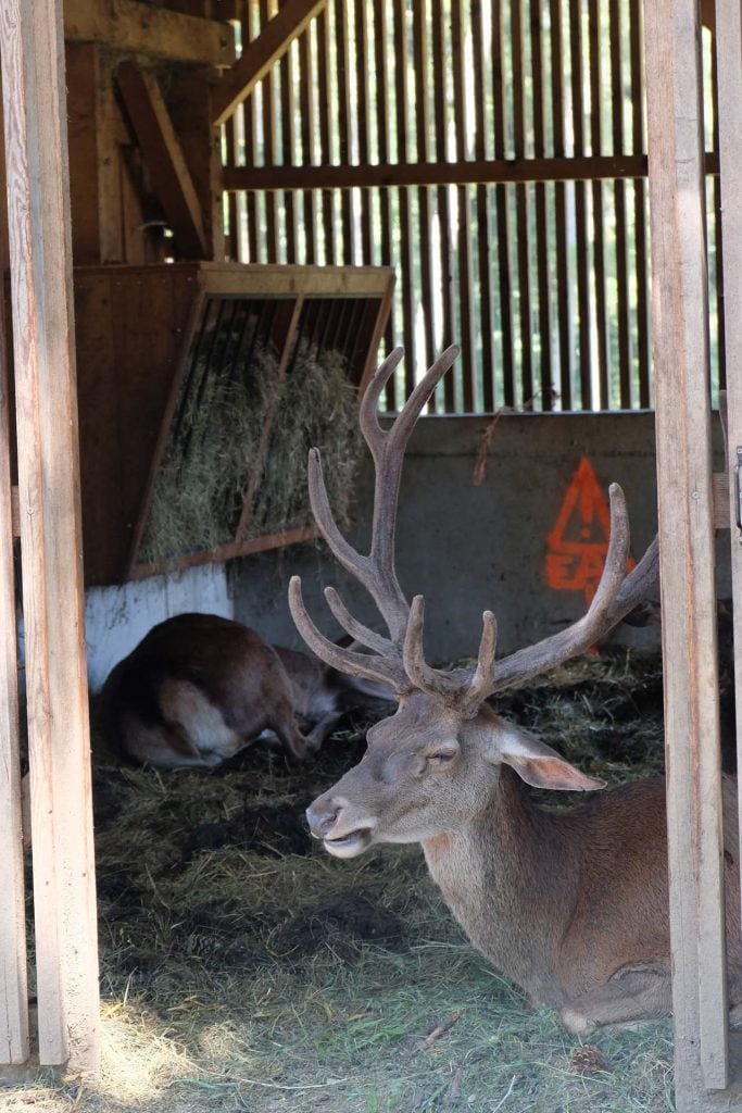 Parc Animalier de la Grande Jeanne