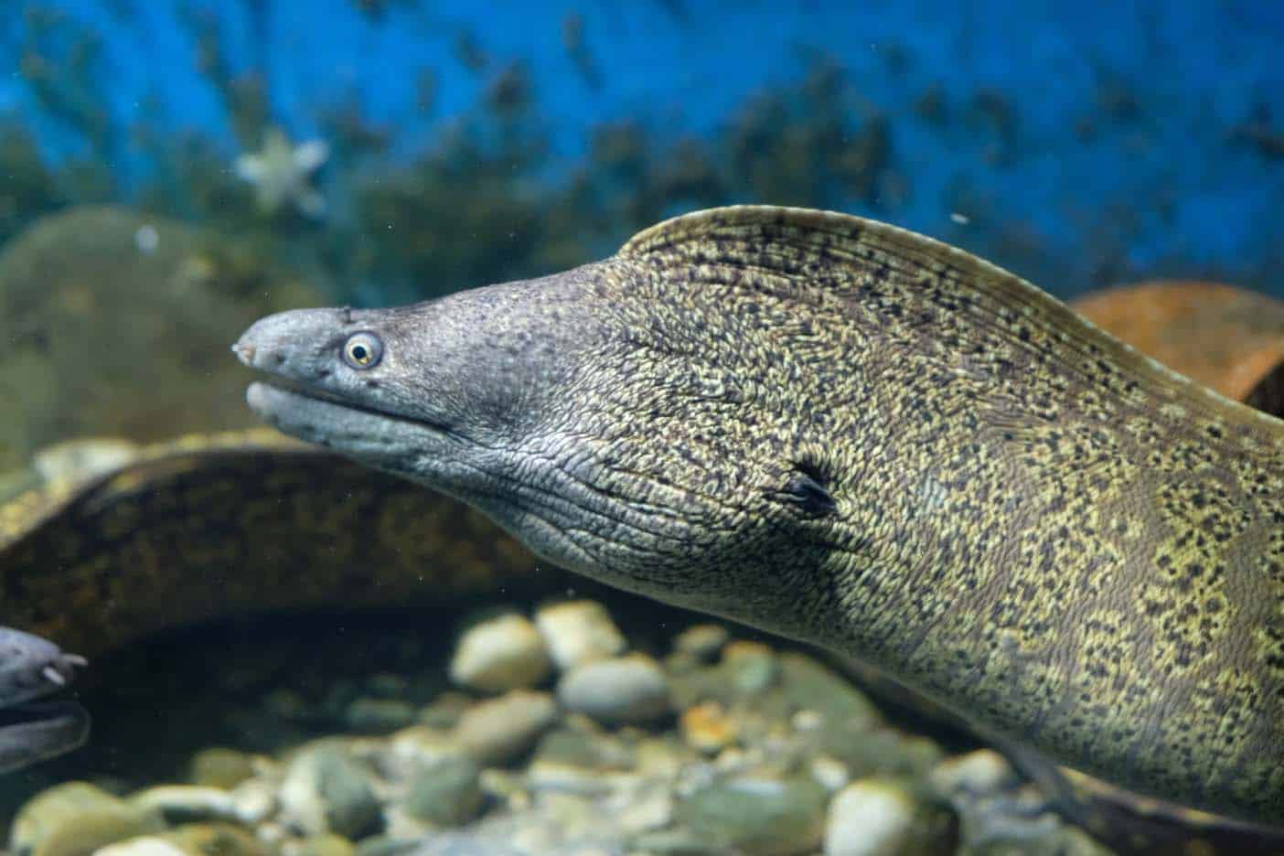 Corfu Aquarium 