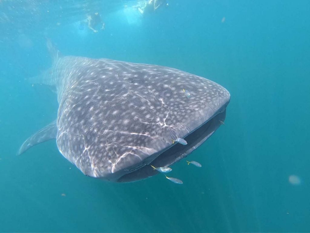 isla holbox walvishaai