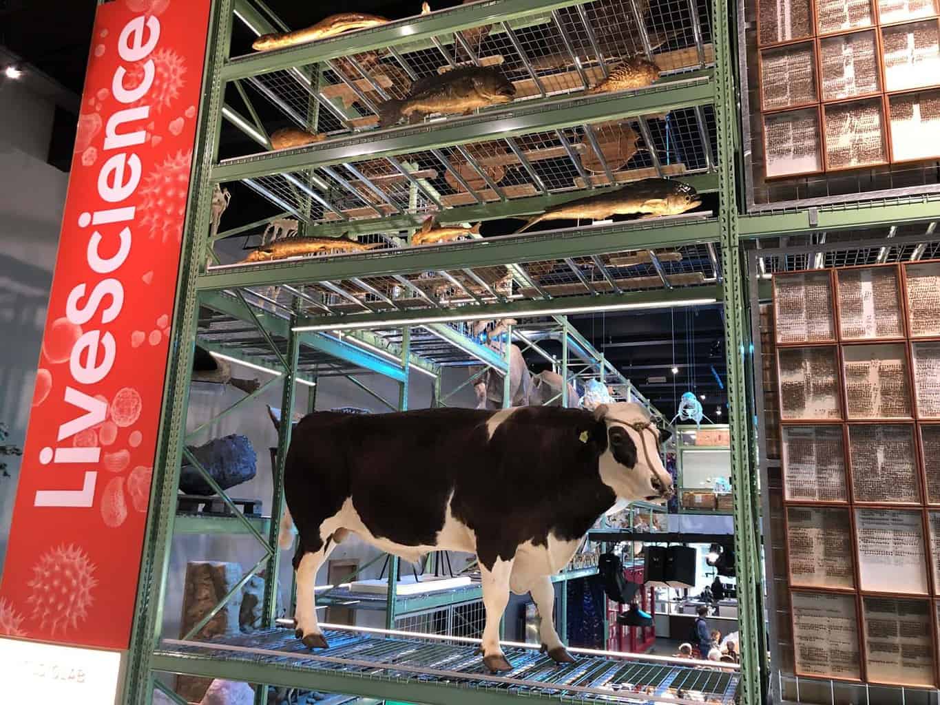 Naturalis leiden met kinderen