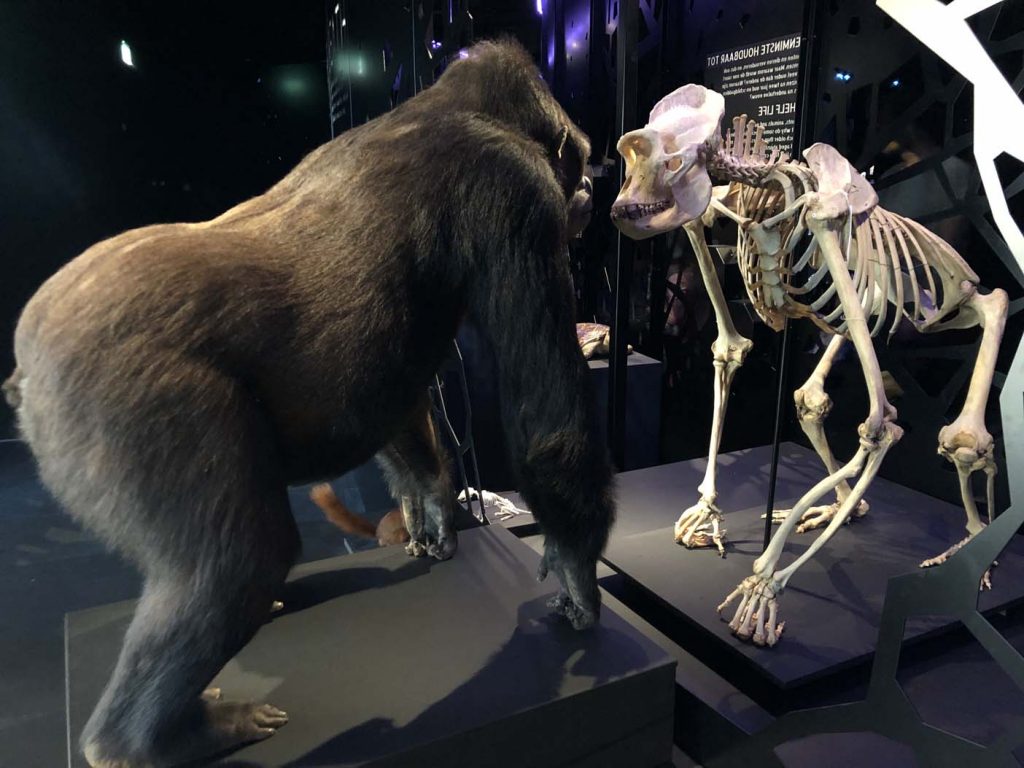 Naturalis leiden met kinderen