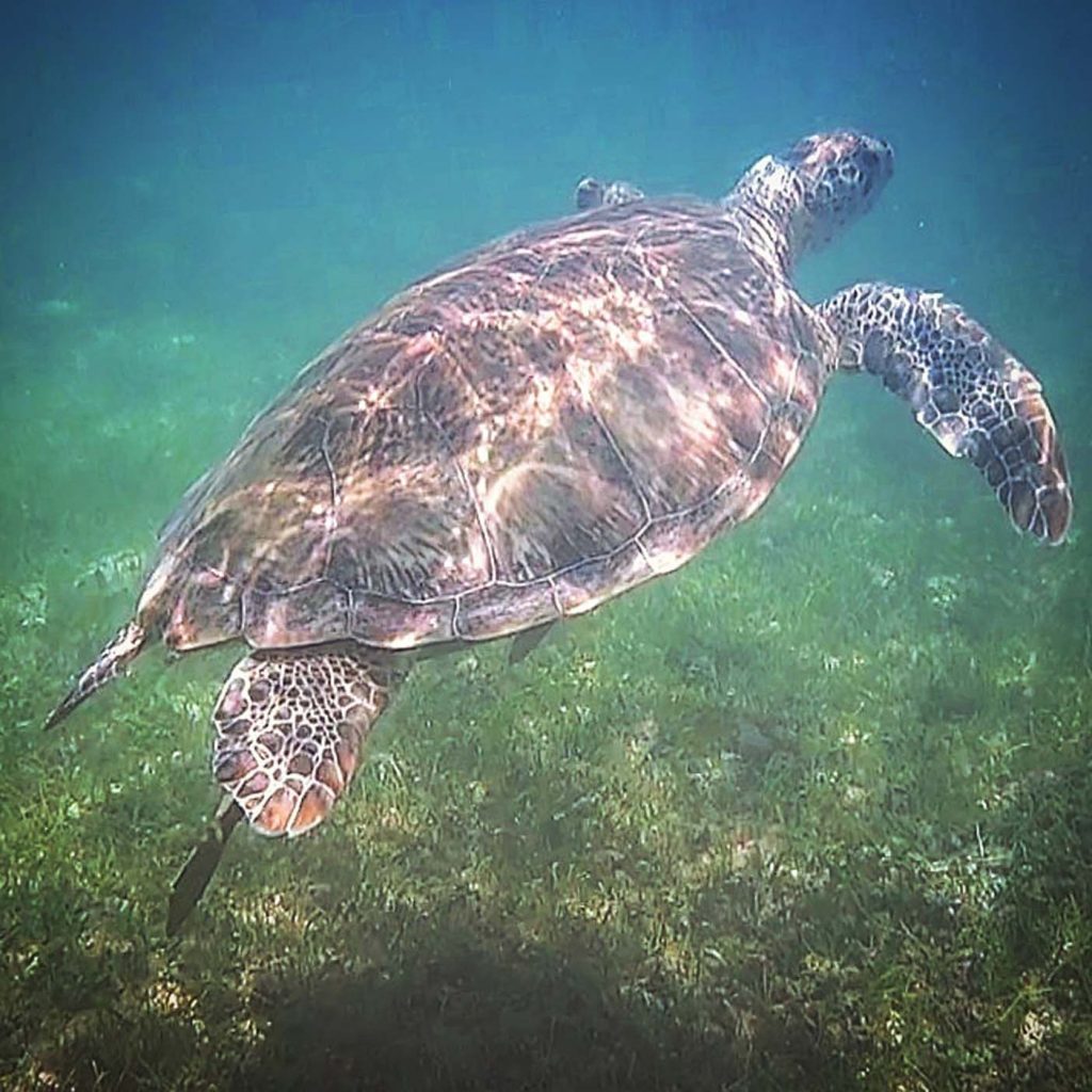 zwemmen schildpadden akumal