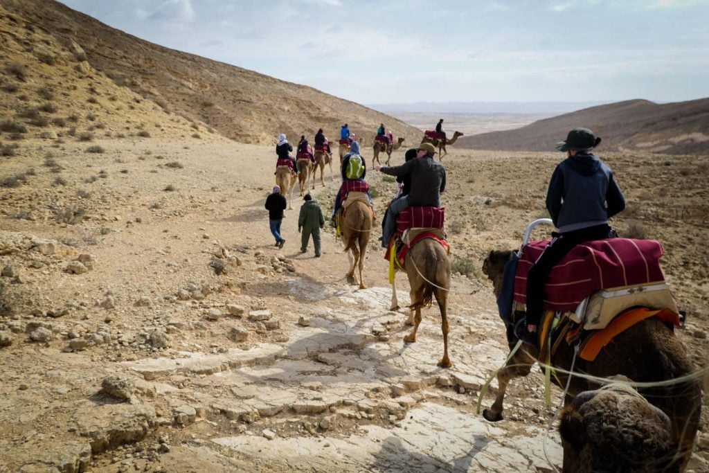 Camel ranch israel