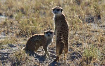 Stokstaartjes en op avontuur in Nxai Pan National Park