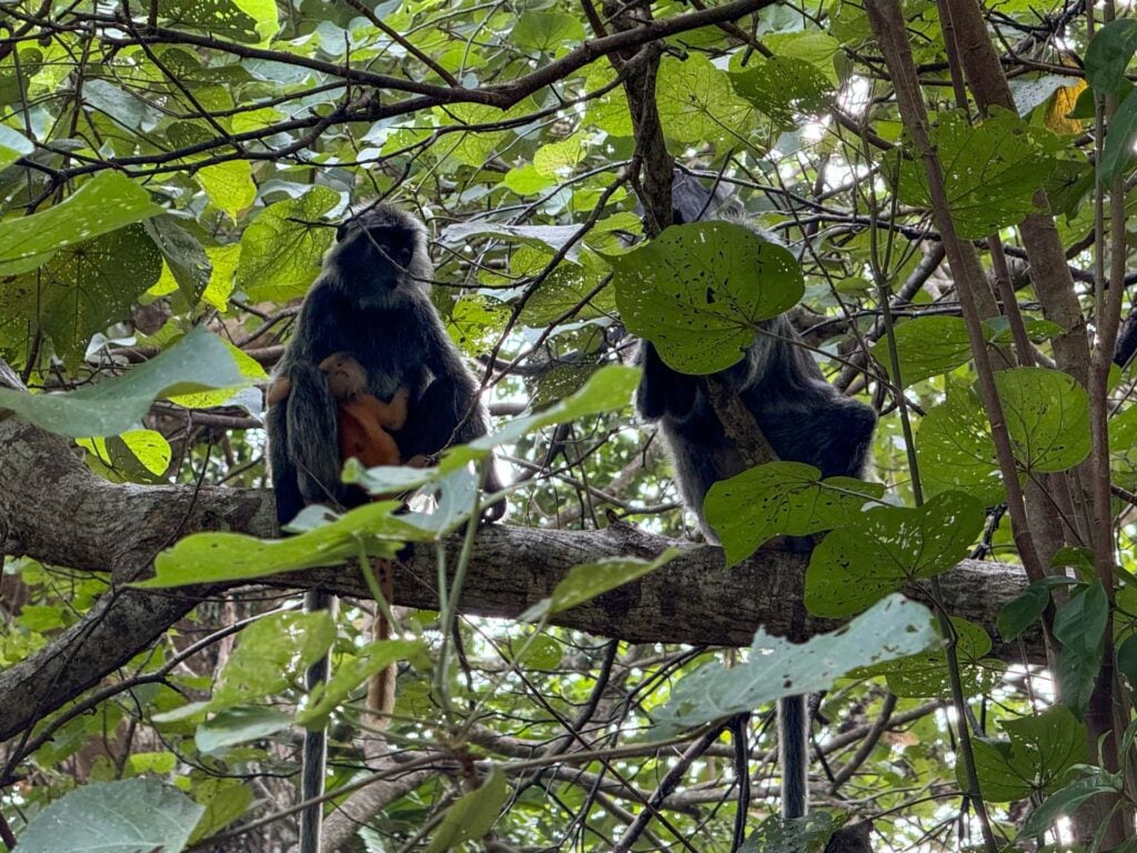 Bako National Park met kinderen