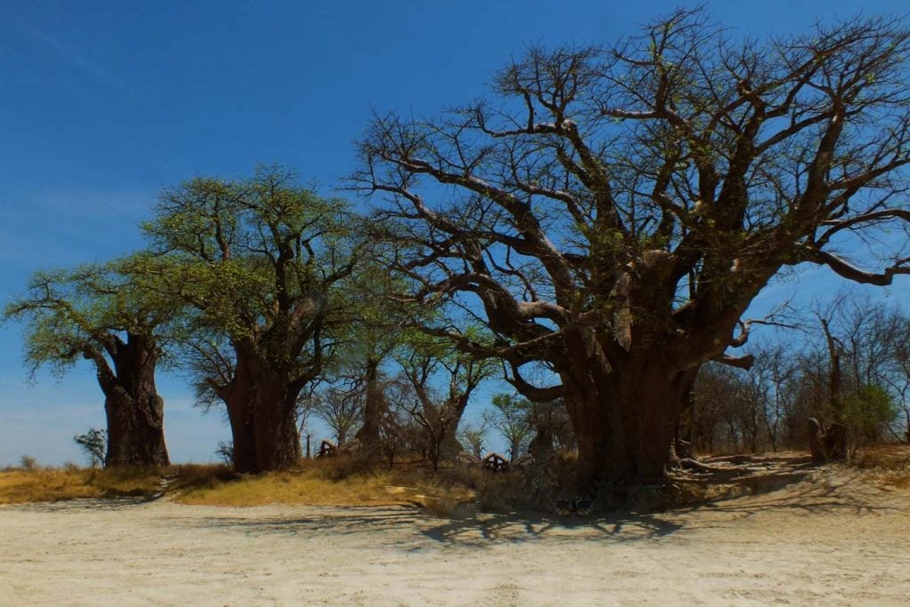 Nxai Pan National Park baobabs