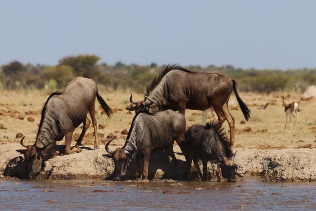 Nxai Pan National Park