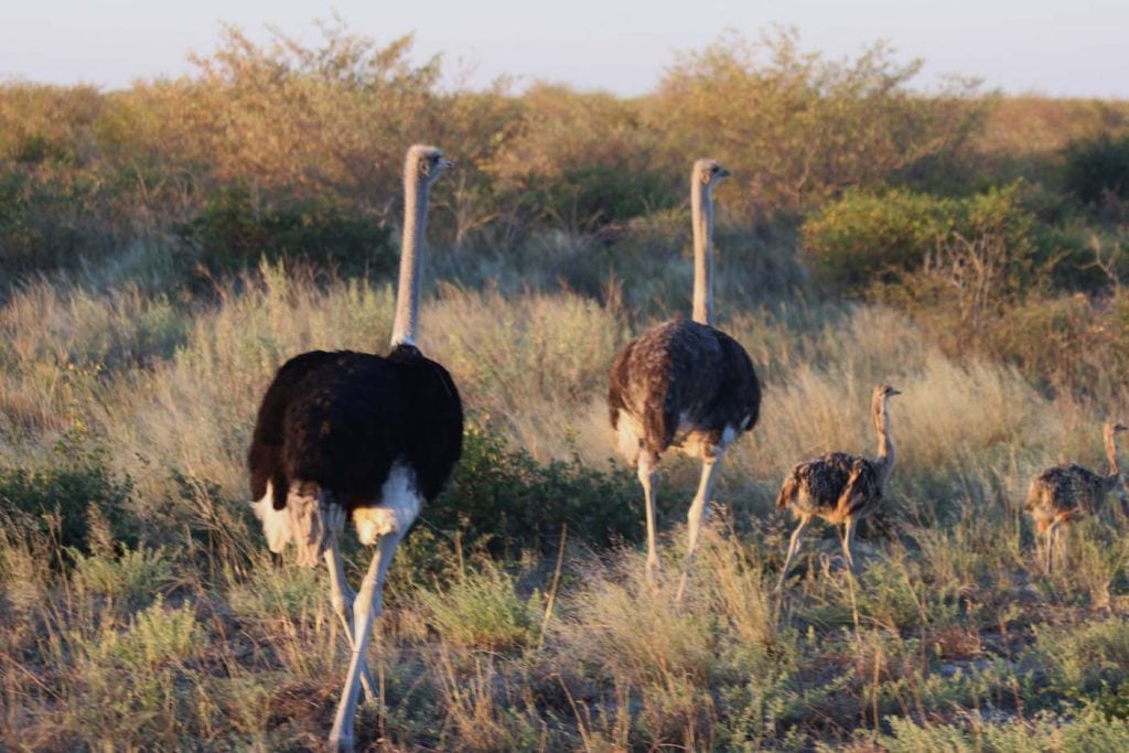 Nxai Pan National Park