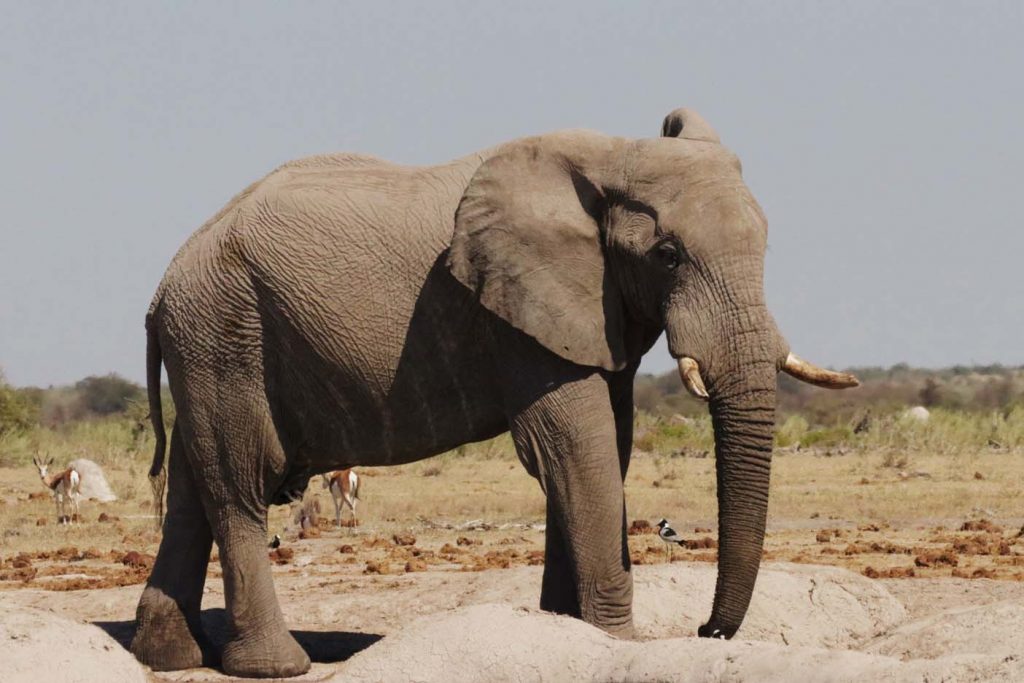 Nxai Pan National Park dieren olifant