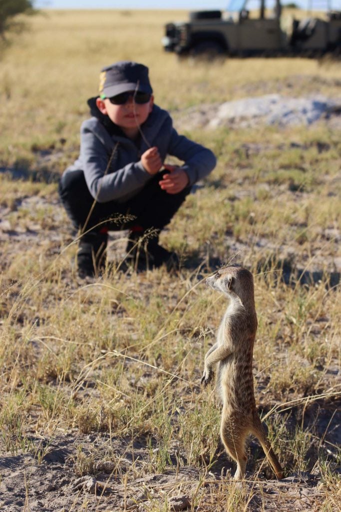 Nxai Pan National Park stokstaartjes