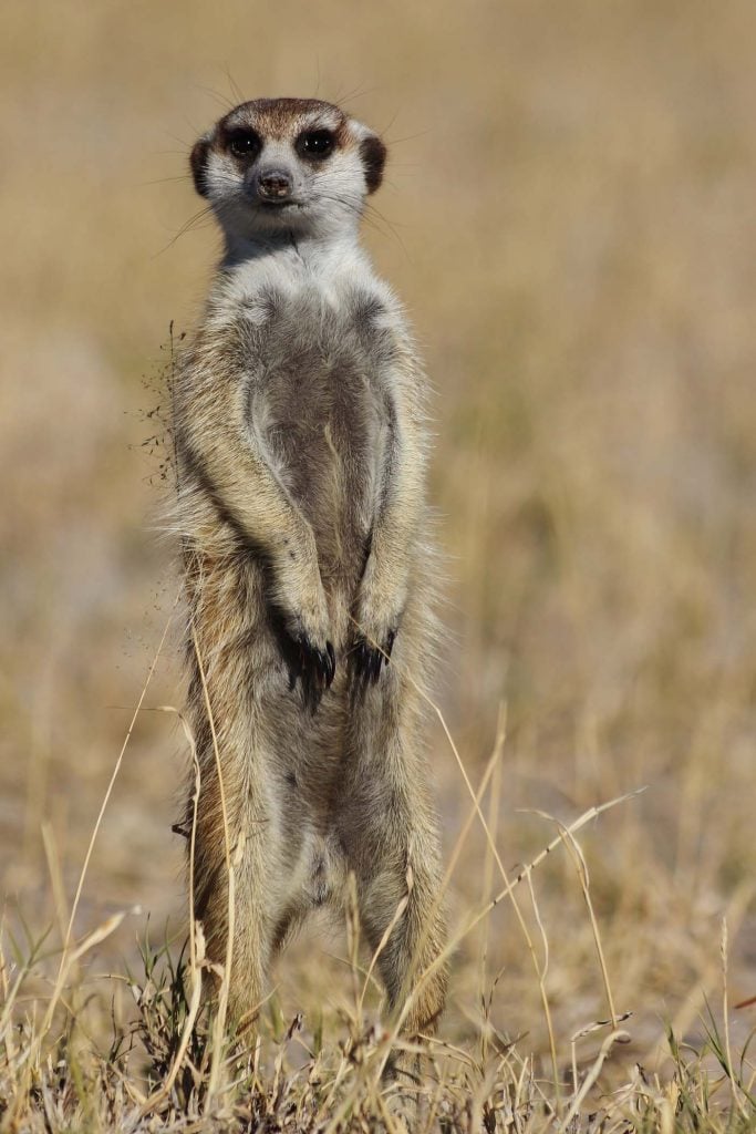 Nxai Pan National Park stokstaartjes