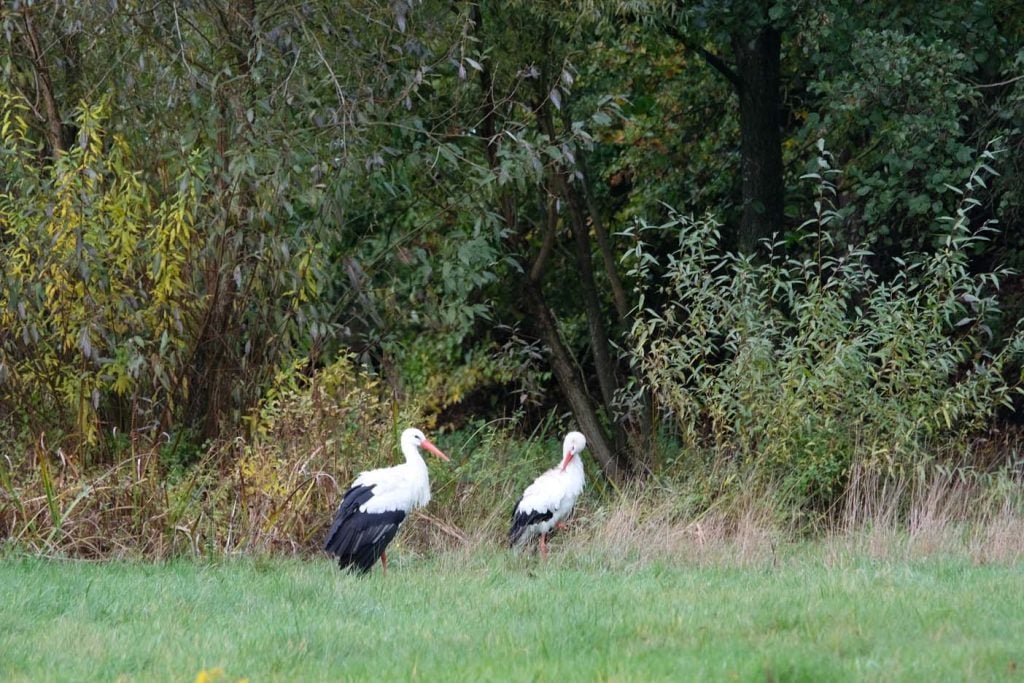 Wildpark Anholter Schweiz 