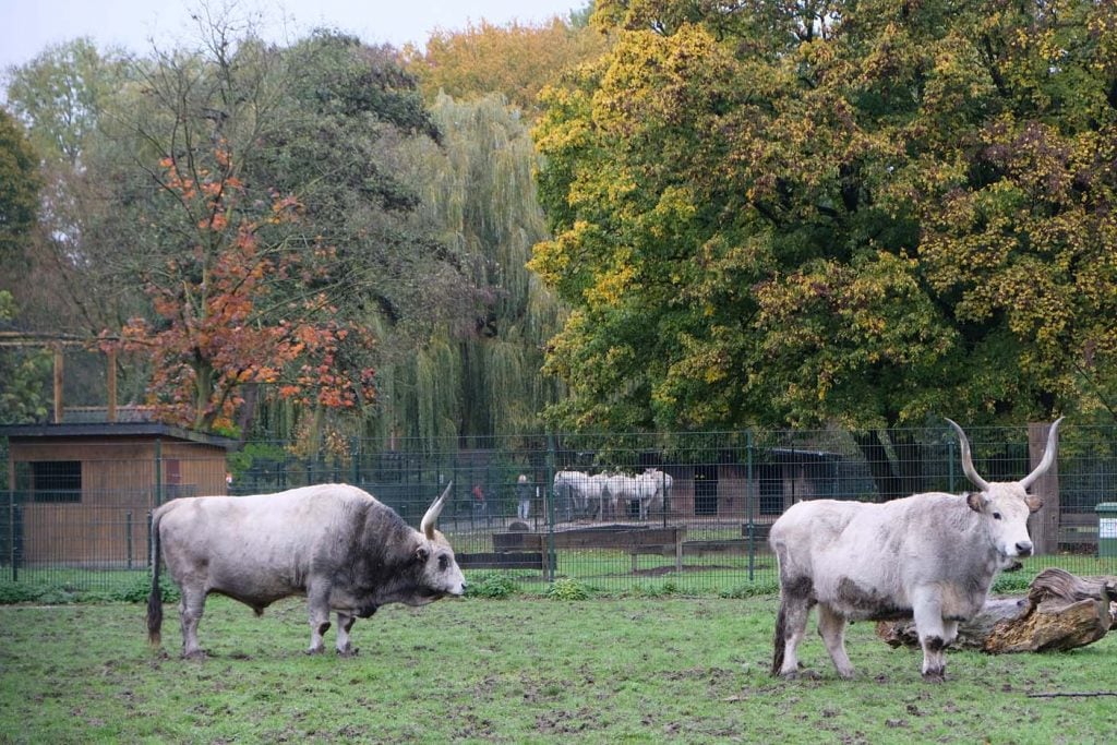 Dierentuin Kleve