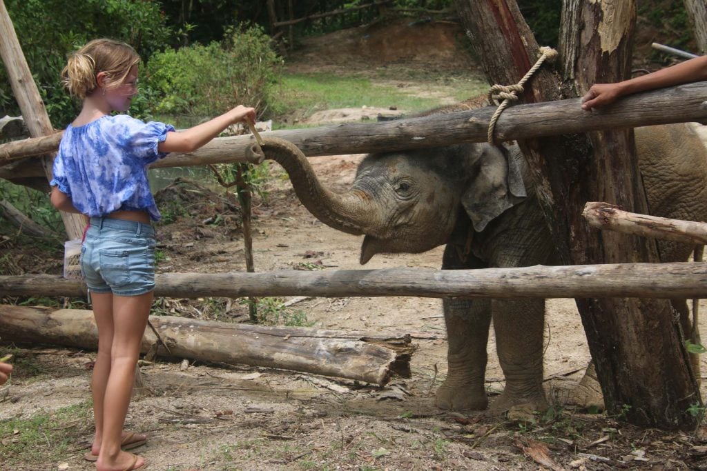 Phuket is Green Elephant Sanctuary