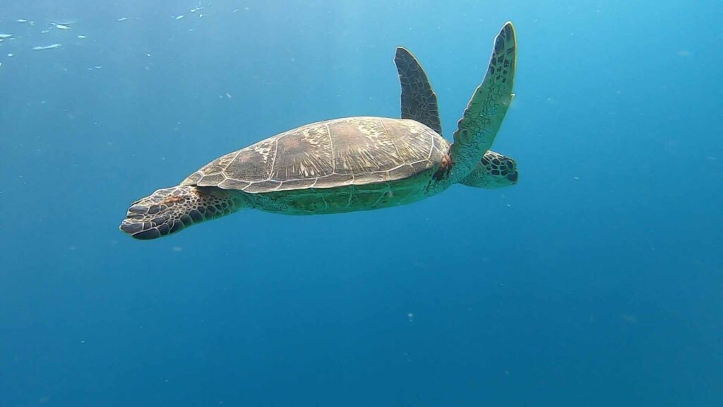 Panglao tour: island hopping en dolfijnen kijken