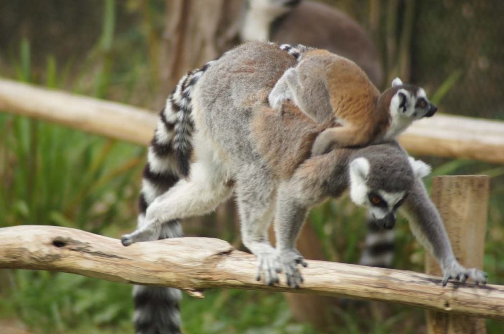 dierentuin belgie planckendael