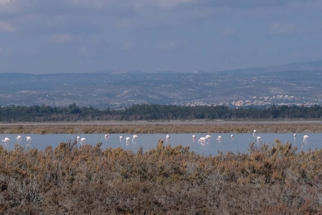 flamingo's cyprus