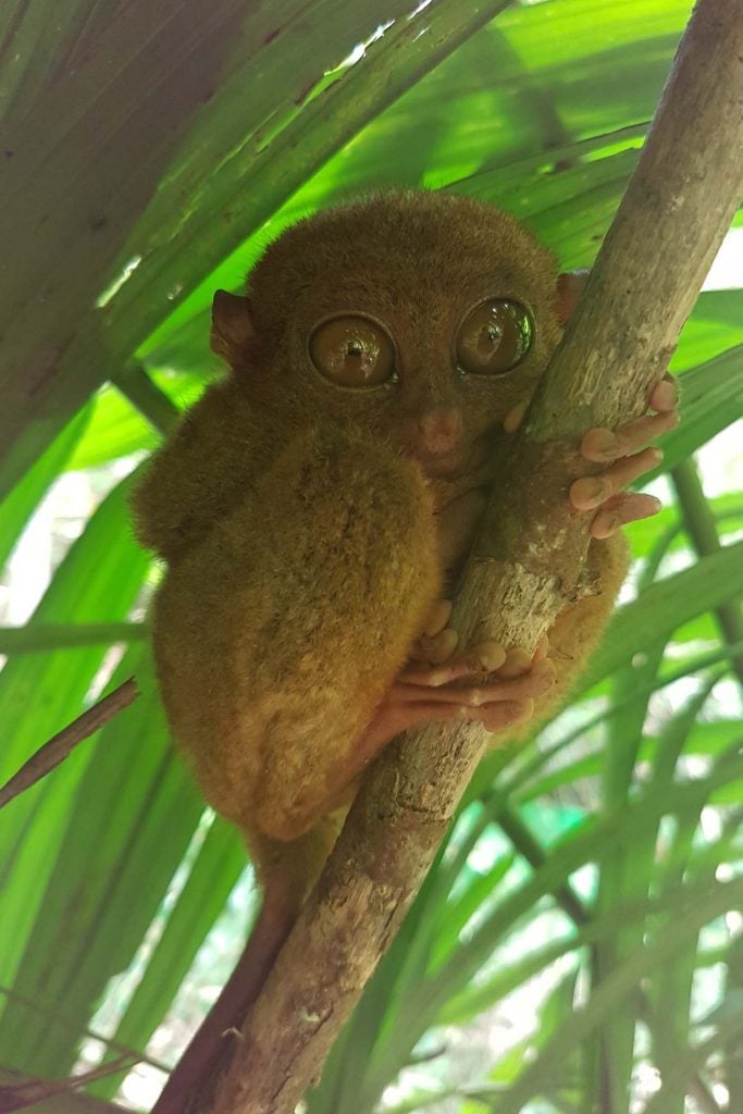 tarsier bohol