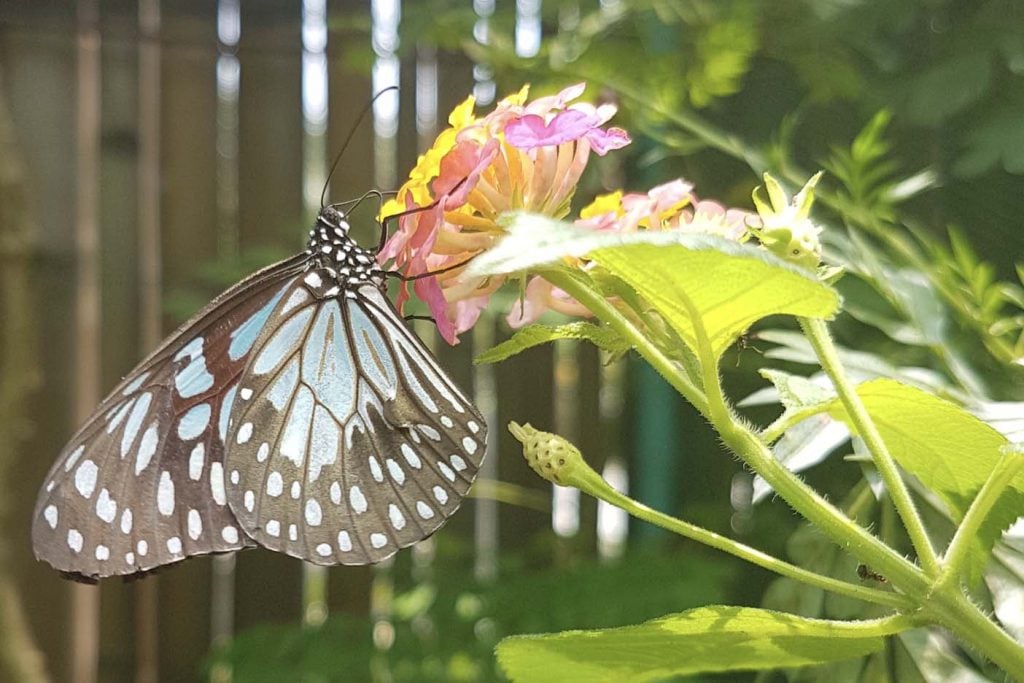 vlindertuin bohol