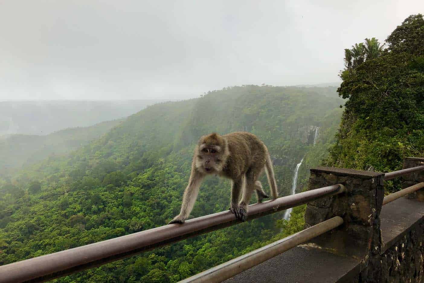 Black River Gorges National Park mauritius