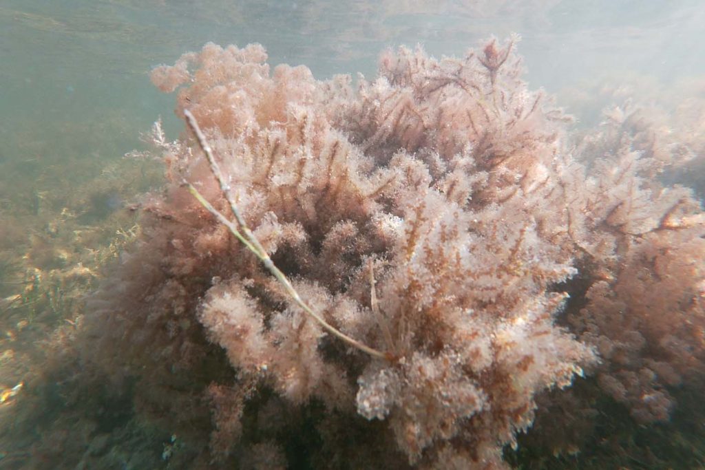 John Pennekamp Coral Reef State Park 