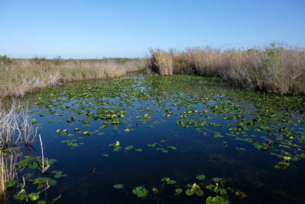 everglades Anhinga Trail 