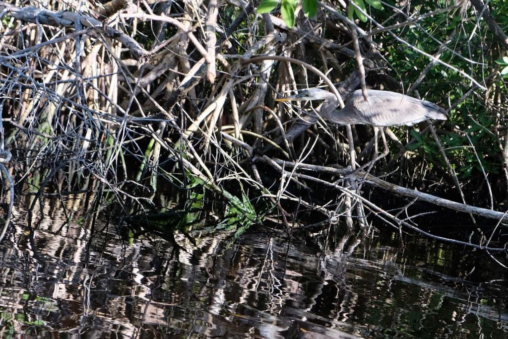 Everglades met kinderen kajakken