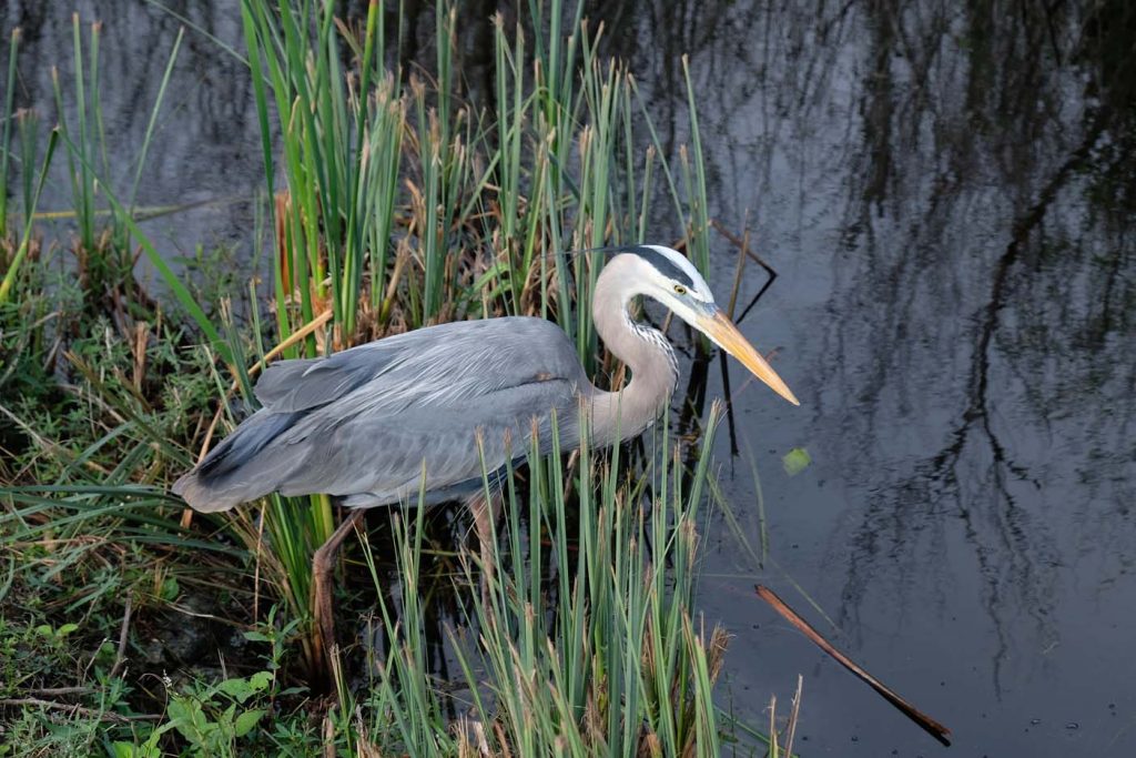 Fietsen in de Everglades