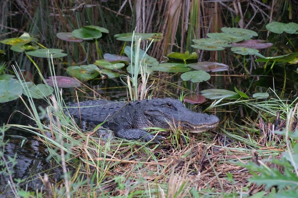 Fietsen in de Everglades