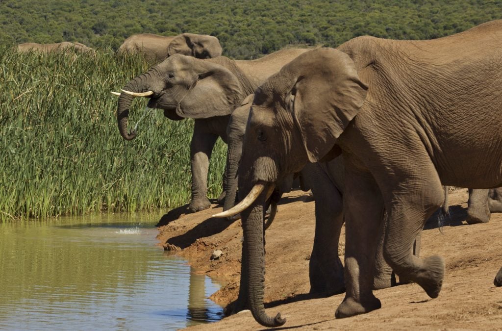 Addo Elephant Park 