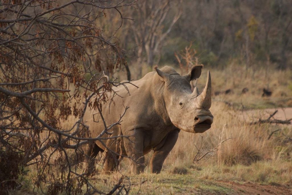 Madikwe Game Reserve