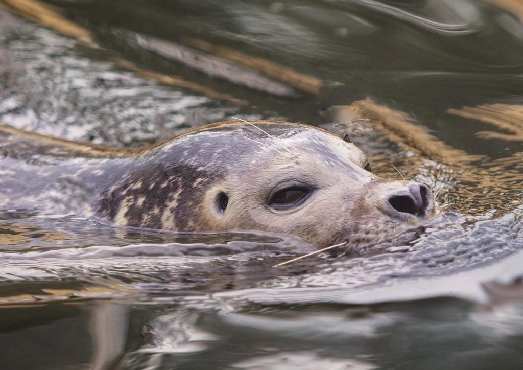 Zeehondensafari Oosterschelde 