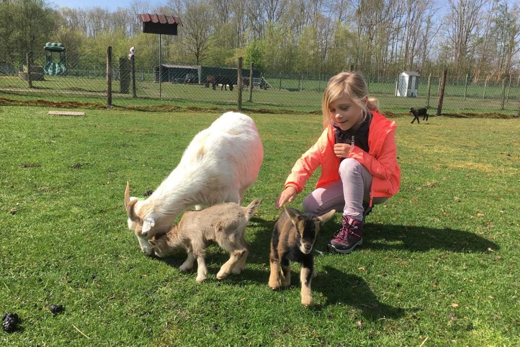 Beleefboerderij de kleine carrousel