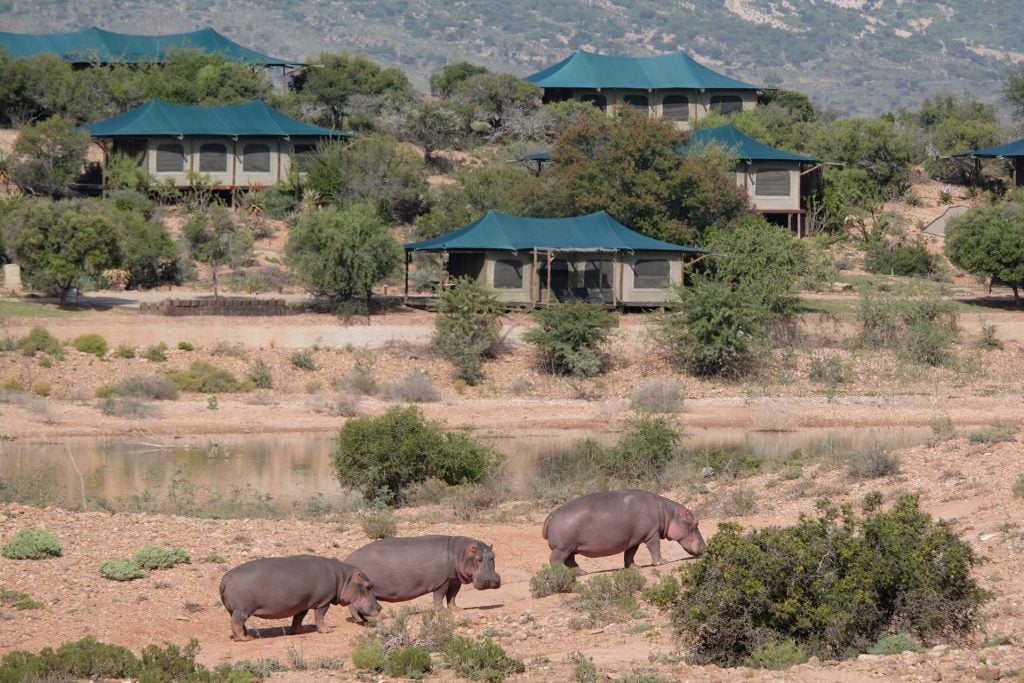 Zuid-Afrika Buffelsdrift game reserve