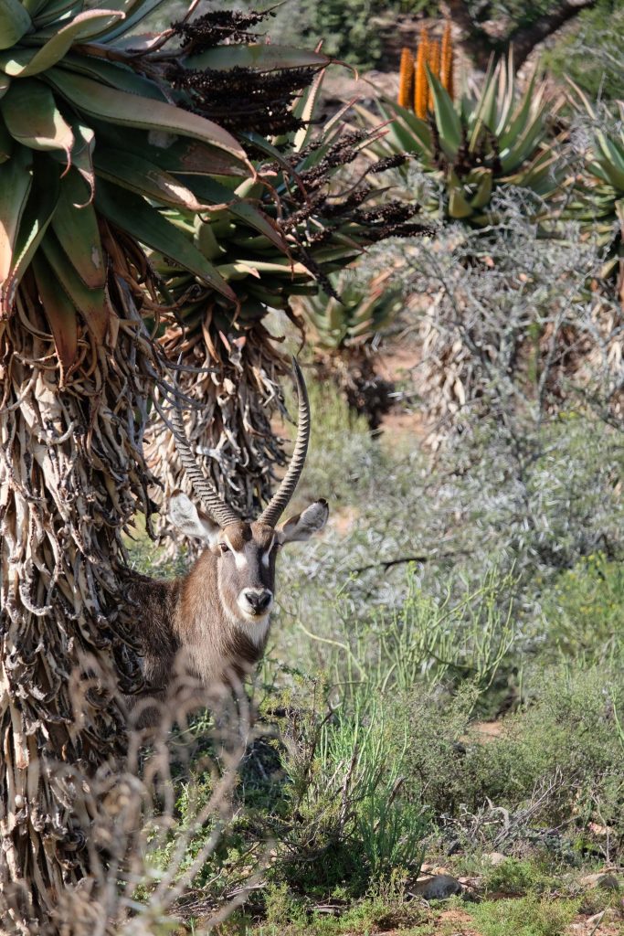 Zuid-Afrika Buffelsdrift game reserve