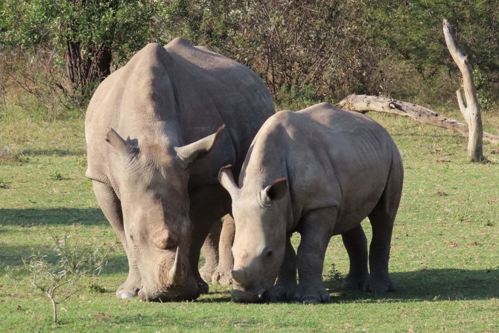 Mabula Game Reserve