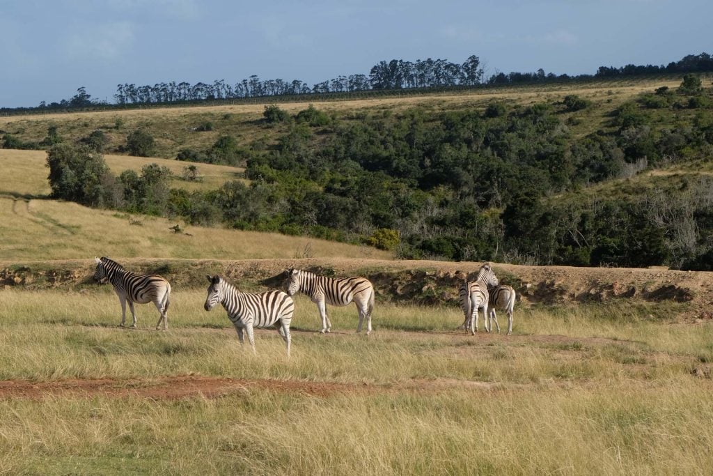 Plettenberg Baai Game Reserve