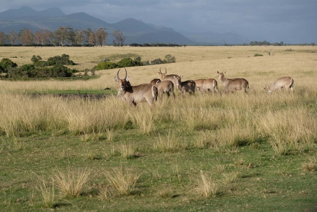 Plettenberg Baai Game Reserve