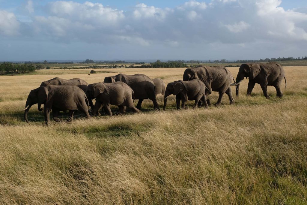 Plettenberg Baai Game Reserve