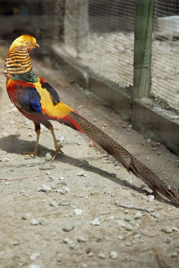 El Nispero dierentuin en botanische tuin  El Valle