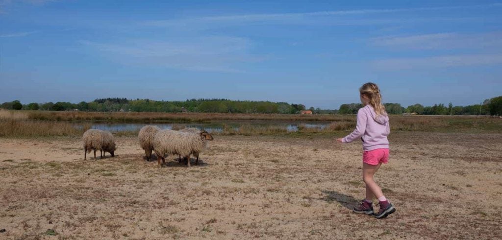 wandelen dwingelderveld