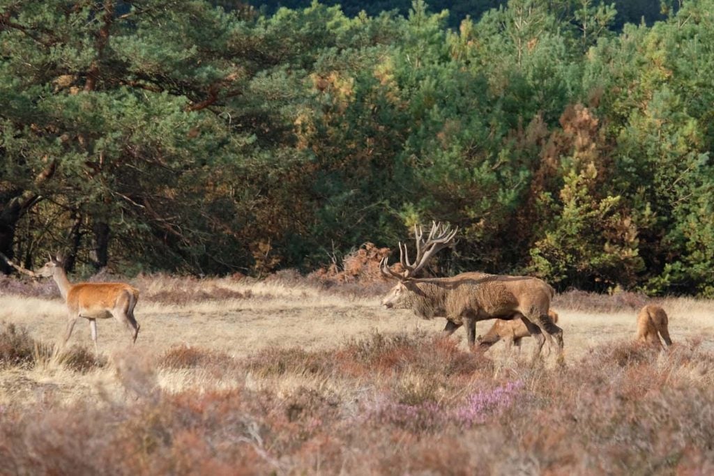 Nationaal Park de Hoge Veluwe