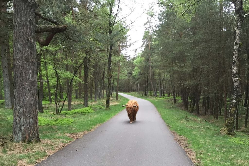 Nationaal park de Veluwezoom