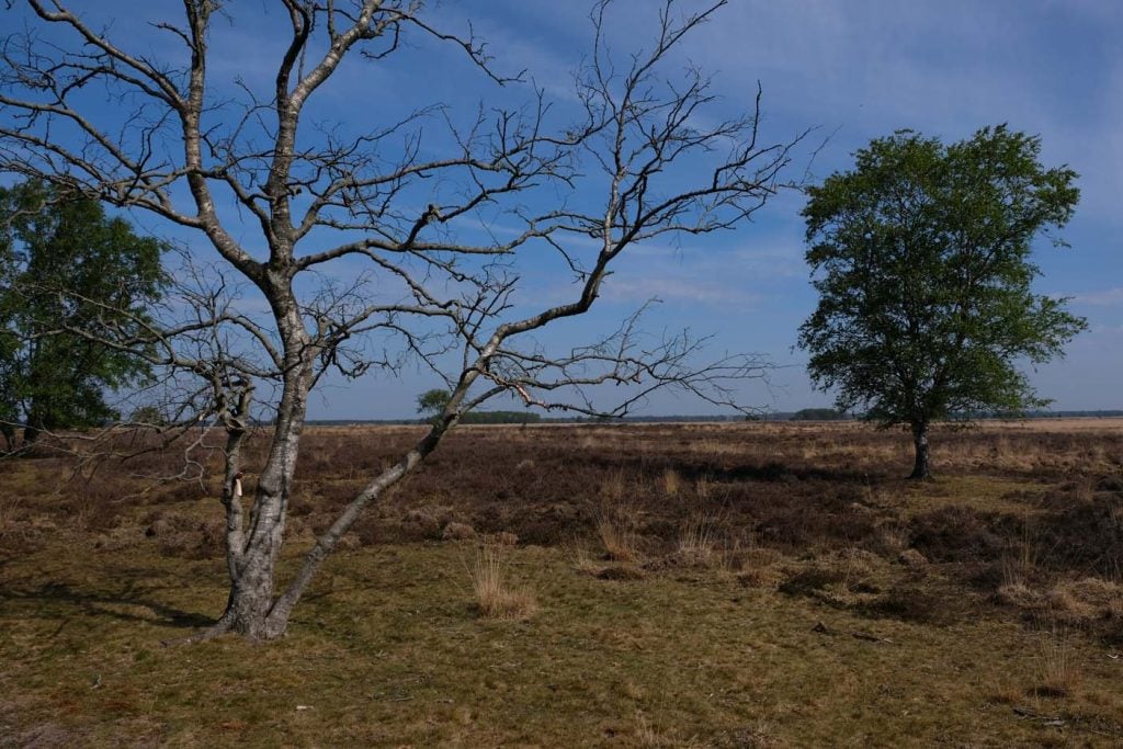 Zwerfroute Dwingelderveld