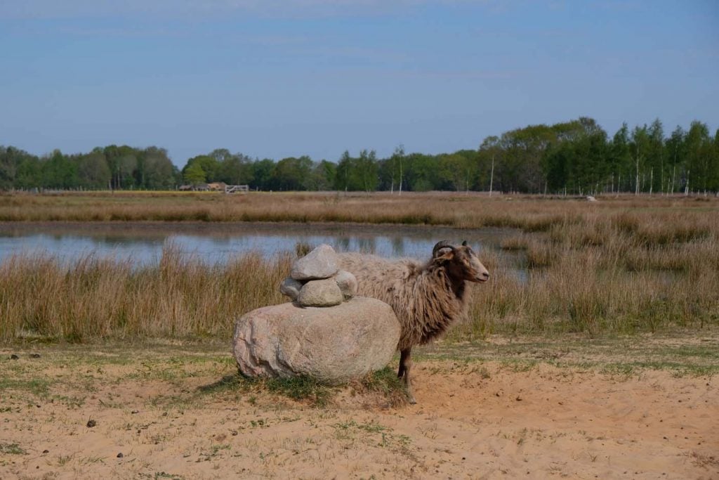 Zwerfroute Dwingelderveld